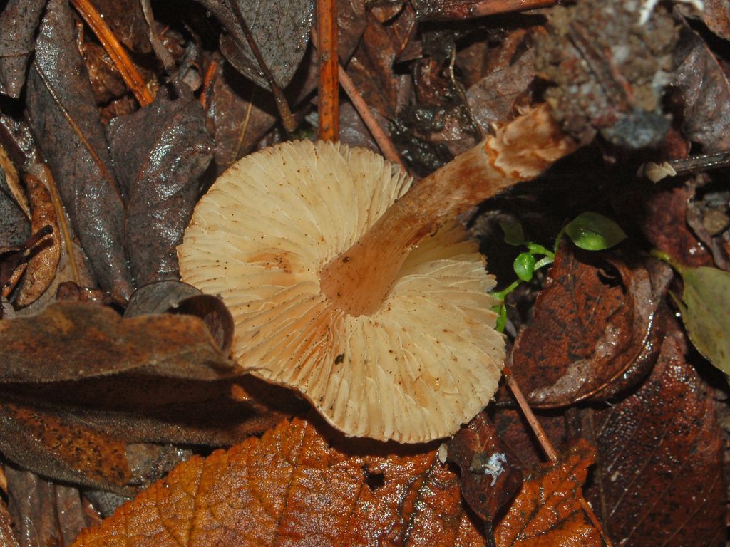 Ancora funghi inzuppati ...(cfr. Lepiota sp.)